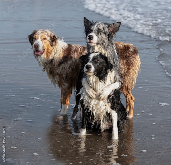Fototapeta border collie dogs performing tricks on the beach
