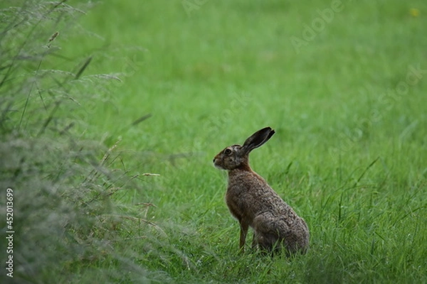 Obraz Feldhase