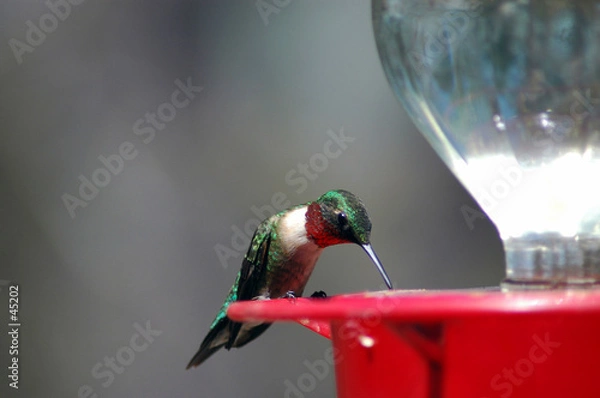 Obraz hummingbird at the feeder