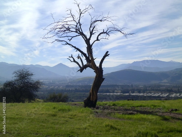 Fototapeta tree on the hill