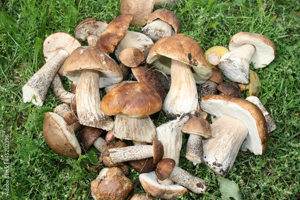 Obraz куча грибов на траве