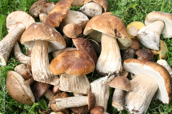 Obraz куча грибов на траве