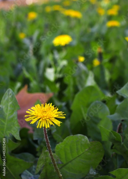 Obraz yellow flower in the garden