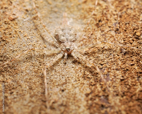 Obraz good camouflage