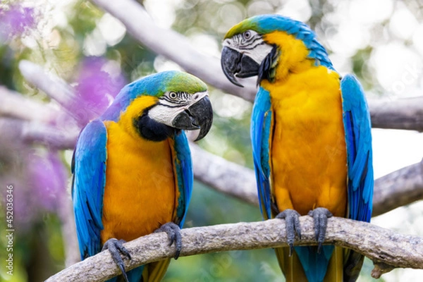 Fototapeta Two colorful yellow and blue macaws perched on the same branch and looking at each other against a bokeh background