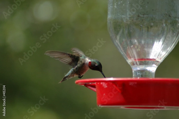 Obraz humming bird