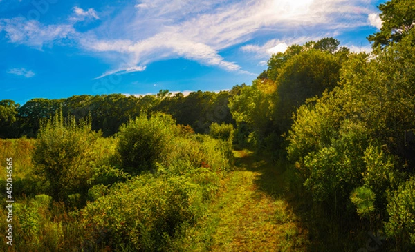 Fototapeta Dramatic cloudscape and blue sky over the bushy forest with the curving footpath.
