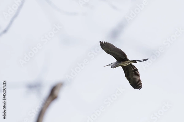 Fototapeta Great Blue Heron in flight on a clear day. Branches out of focus in foreground.