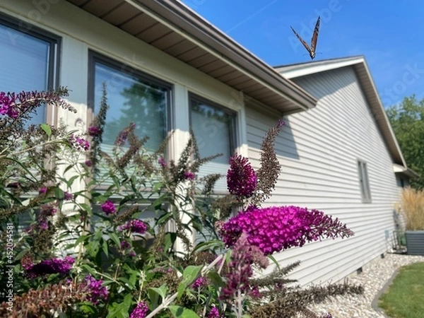 Obraz Giant Butterfly