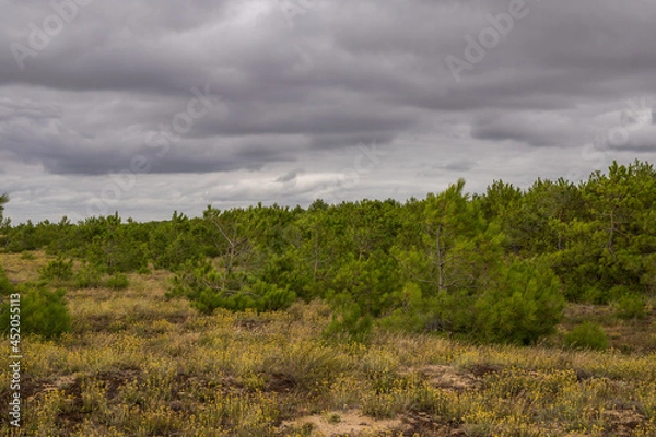 Obraz forêt de pins