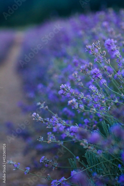 Obraz Beautiful bright lilac bloom of lavender in a field close-up