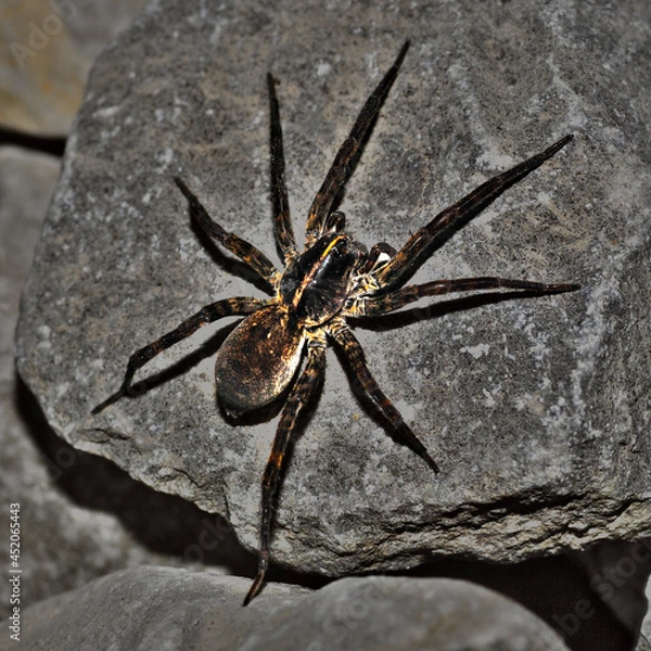 Obraz spider on a rock