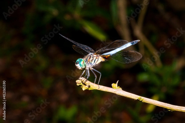 Obraz blue dragonfly on a twig