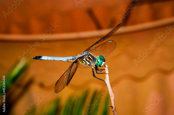 Obraz dragonfly on a twig