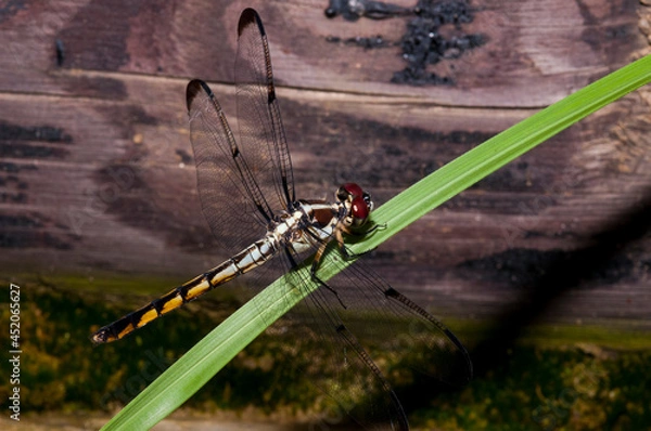 Obraz dragonfly on grass