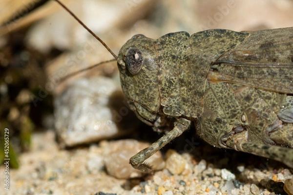 Obraz toad on the ground