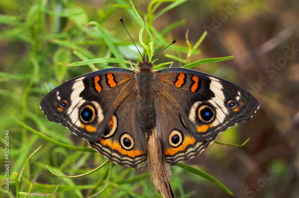 Obraz butterfly on grass