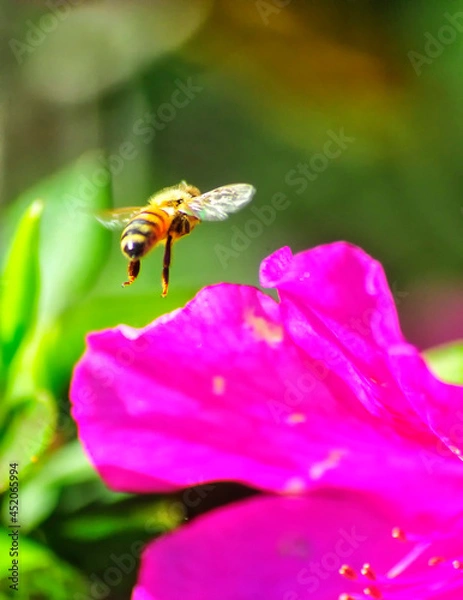 Obraz bee on a flower