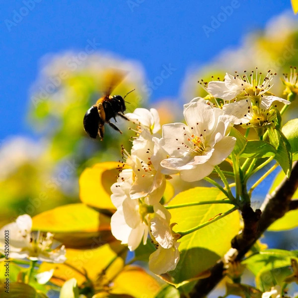 Obraz bee pollinating flowers