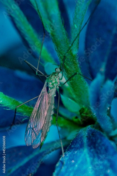 Obraz dragonfly on a leaf
