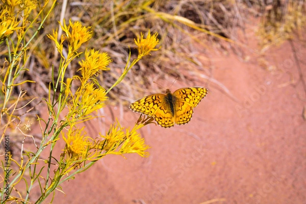 Obraz butterfly on flower