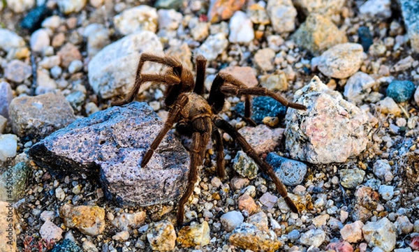 Obraz Spider on rocks