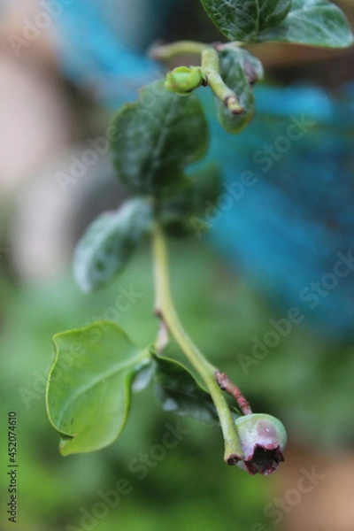Obraz Blueberry plant branch.