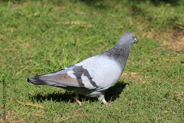 Obraz Grayish dove on green grass.