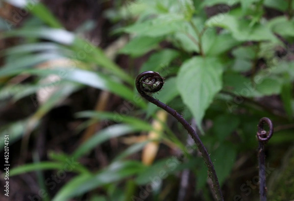 Obraz 先端が渦巻状の山菜