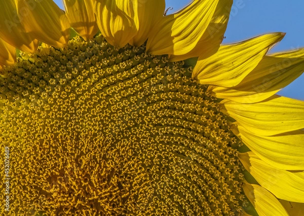 Fototapeta Spiral Patterns in a Sunflower 