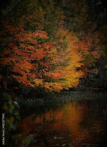 Obraz Fall tree along the water