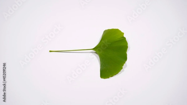 Fototapeta イチョウの葉