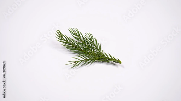 Fototapeta 杉の葉