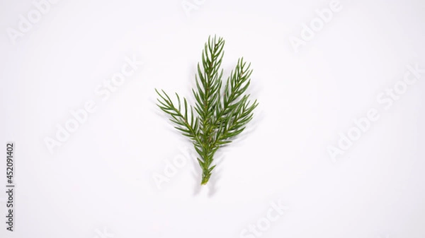 Fototapeta 杉の葉