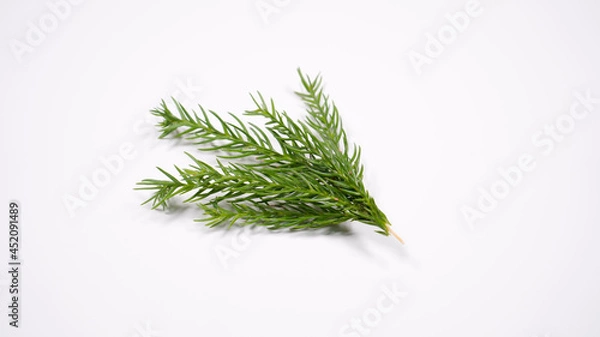 Fototapeta 杉の葉