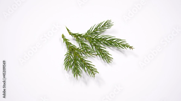 Fototapeta 杉の葉