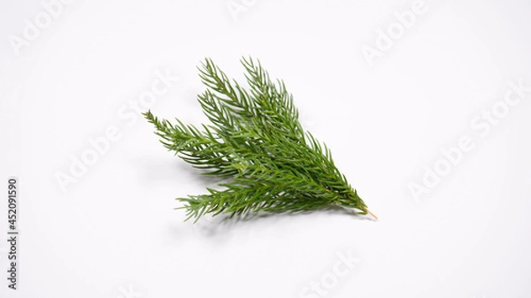 Fototapeta 杉の葉