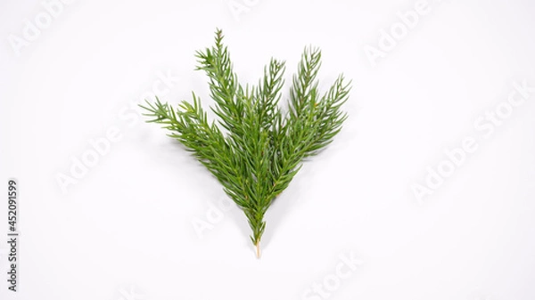 Fototapeta 杉の葉