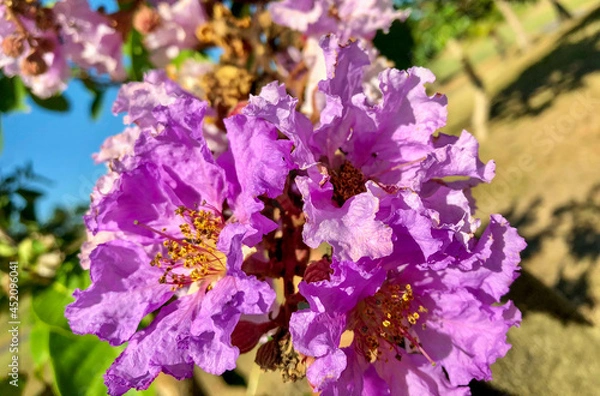 Obraz crape myrtle bloom