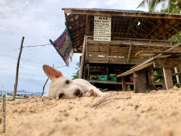 Fototapeta beach puppy 