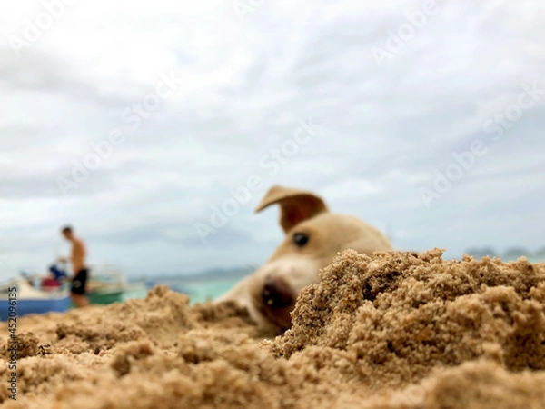 Fototapeta beach puppy 
