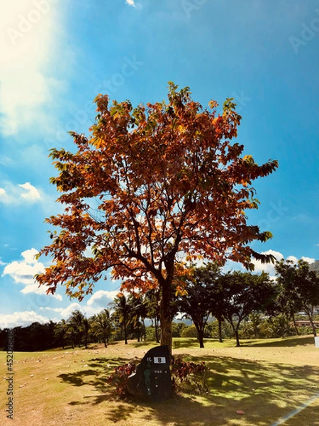 Fototapeta Crepe Myrtle tree