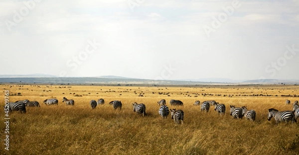 Obraz Zebra in Kenia