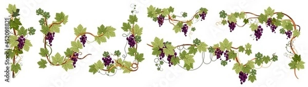 Obraz Ripe grapes branches and leaves with sweet berry