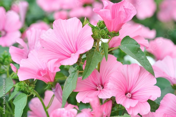 Obraz Розовые цветы лаватера (Lavatera)