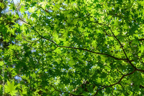 Obraz 奥日光のオオモミジ