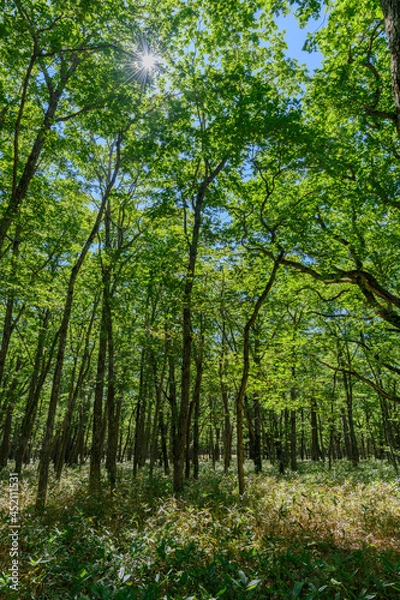 Fototapeta 奥日光の森