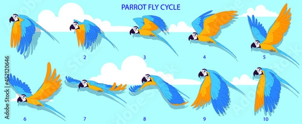 Obraz Blue Macaw Fly cycle frame by frame loopable vector file ready for 2D animation, the editable Illustration source file for motion graphics, infographics, animated video, explanatory, E-learning