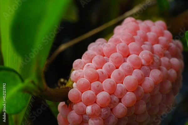 Fototapeta Golden applesnail spawn on the leaves on the edge of the swamp.