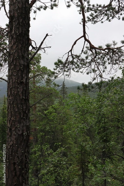 Obraz trees in the forest